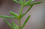 Rough hedge hyssop